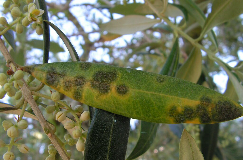 ¿Qué es el emplomado o Repilo del olivo y cómo prevenirlo?