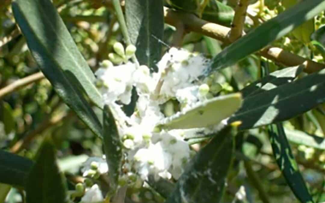 Algondoncillo (Euphyllura olivina)