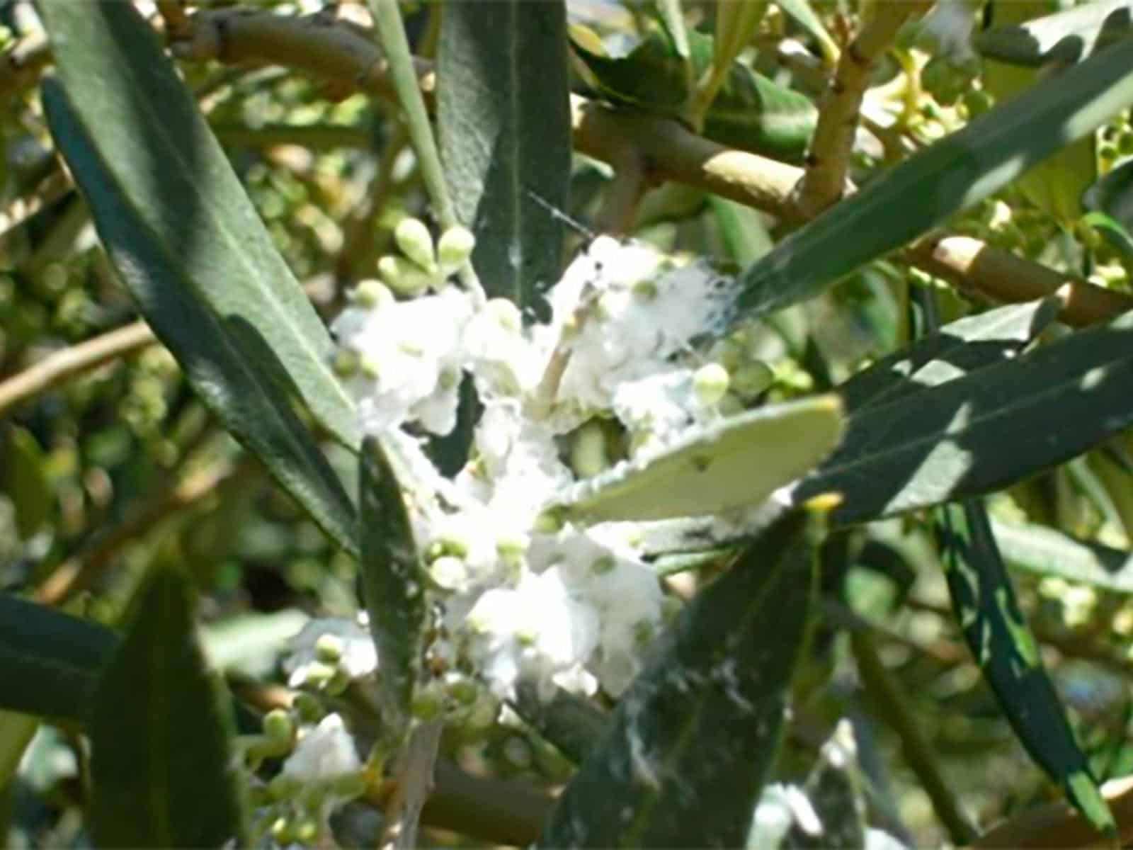 algodoncillo del olivo
