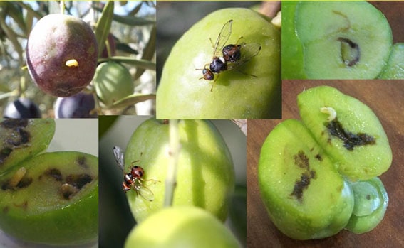 mosca del olivo en imágenes
