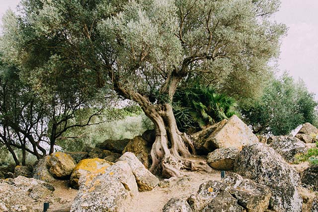 árbol del olivo y su entorno 