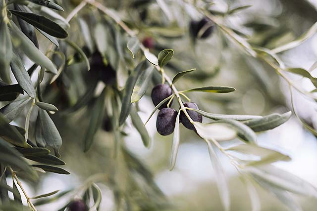 olivo hojiblanca