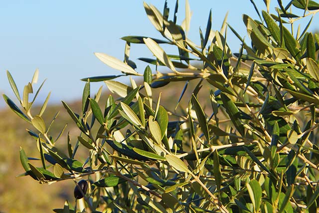 hojas del árbol del olivo
