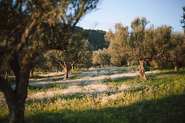 árboles de olivo en el campo