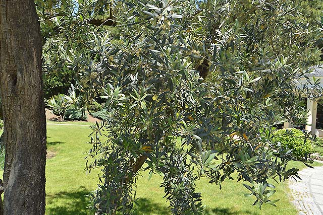 olivo en floración