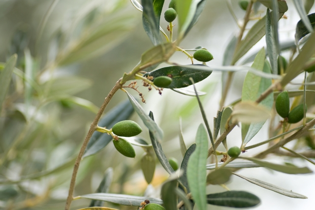 árbol de olivo picudo 
