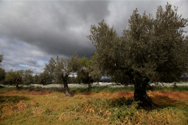 árbol de olivo arbequina