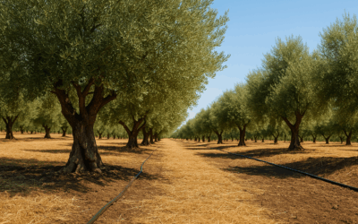 Cómo proteger tu olivar del calor extremo en verano
